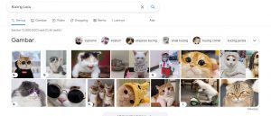 SERPs